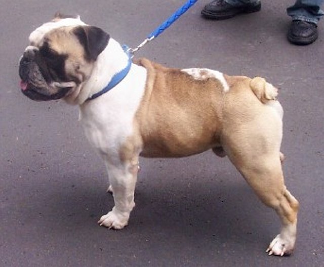 Rex